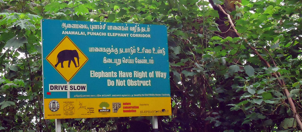 Elephants_Have_The_Right_of_Way